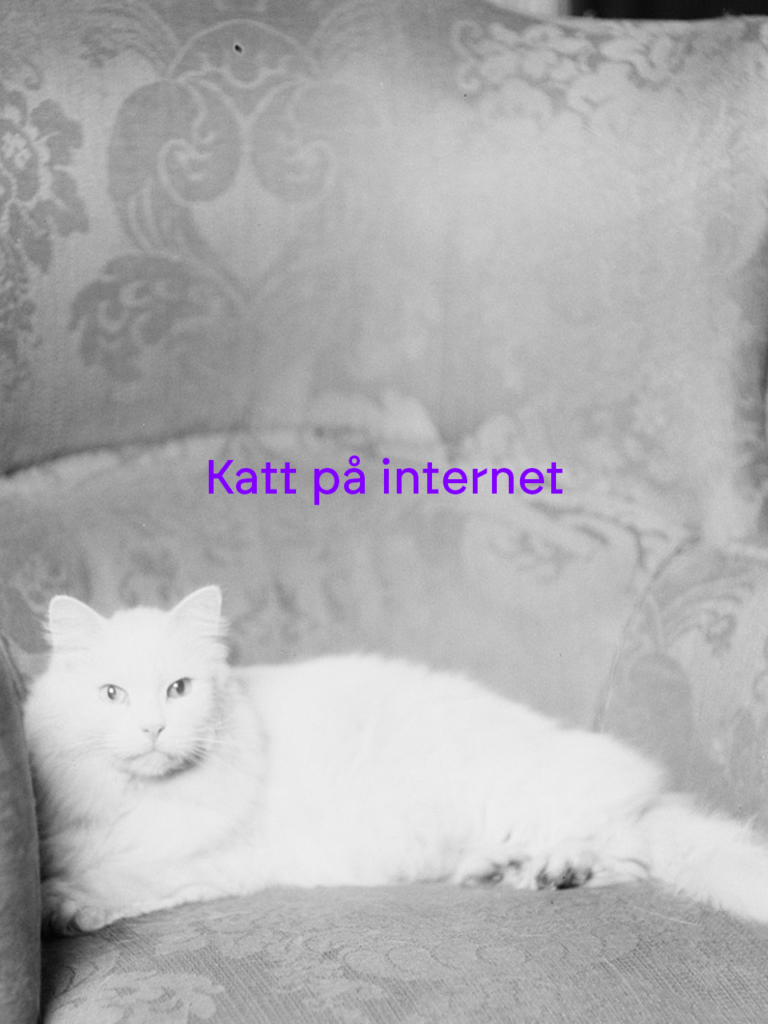 Vit katt